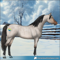 Horse Color:Bay Roan Dun Rabicano 