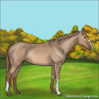 Horse Color:Red Dun Rabicano 