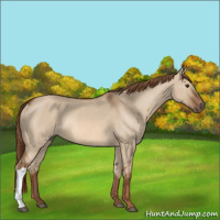 Horse Color:Red Dun Rabicano 