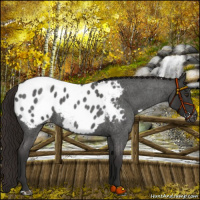 Horse Color:Liver Red Roan Blanket 