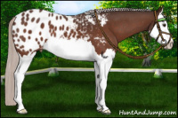 Horse Color:Silver Brown Roan Splash Appaloosa