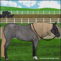 Horse Color:Liver Red Roan