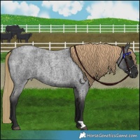 Horse Color:Liver Red Roan 