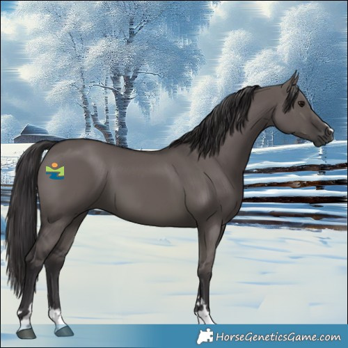 Horse Color:Smoky Grullo 