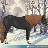 Horse Color:Liver Chestnut 