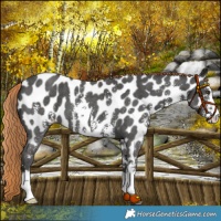 Horse Color:Liver Chestnut Sabino Near Leopard 