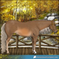 Horse Color:Chocolate Palomino 