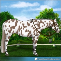 Horse Color:Liver Red Dun Appaloosa