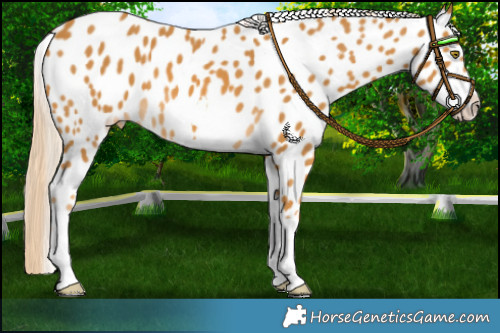 Horse Color:Palomino Appaloosa 