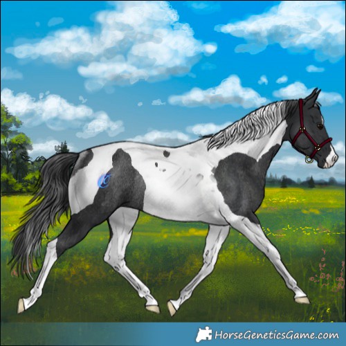 Horse Color:Black Tobiano Rabicano 