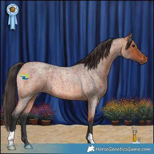 Horse Color:Bay Roan 