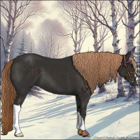 Horse Color:Liver Chestnut