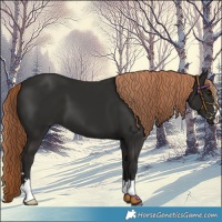 Horse Color:Liver Chestnut 