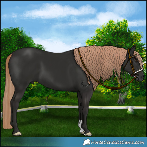 Horse Color:Liver Chestnut 