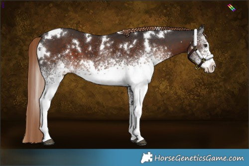 Horse Color:White Spotted Liver Chestnut 