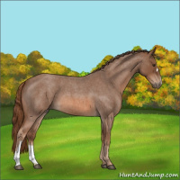 Horse Color:Red Roan 