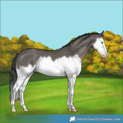 Horse Color:Grullo Splash 