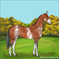 Horse Color:White Spotted Bay 