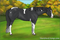 Horse Color:Black Splash Tobiano 