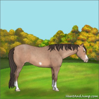 Horse Color:Amber Champagne Splash Frame 