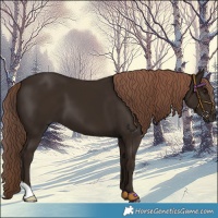 Horse Color:Liver Chestnut 