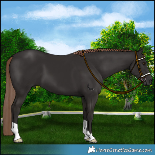 Horse Color:Liver Chestnut 