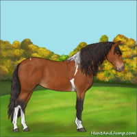 Horse Color:Buckskin Tobiano 