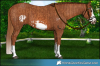 Horse Color:Chestnut Splash Frame  and Chestnut Splash Frame 