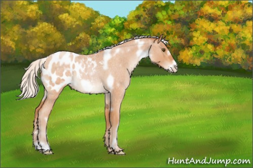 Horse Color:White Spotted Silver Brown Roan Pearl Frame Appaloosa 