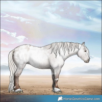 Horse Color:Gray White Spotted Silver Black Pearl Appaloosa Rabicano 