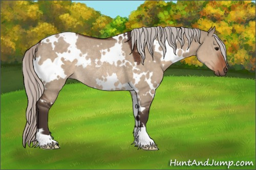 Horse Color:White Spotted Silver Brown Dun Rabicano 