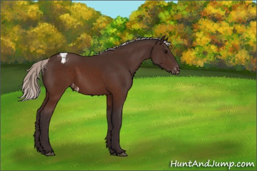 Horse Color:Silver Brown Appaloosa 