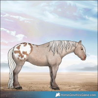 Horse Color:Silver Brown Dun Appaloosa 