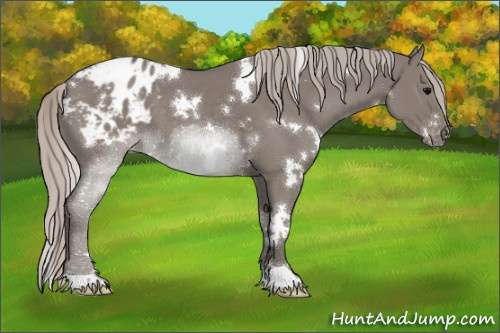 Horse Color:White Spotted Silver Grullo Appaloosa 