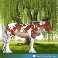 Horse Color:White Spotted Silver Bay Tobiano Rabicano 