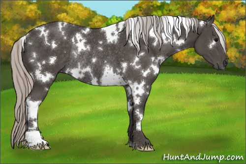Horse Color:White Spotted Silver Black Rabicano 