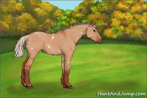 Horse Color:White Spotted Silver Bay Dun 