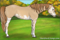 Horse Color:Red Dun Splash Frame  and Red Dun Splash Frame 