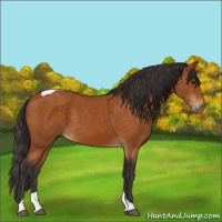 Horse Color:Buckskin Tobiano 