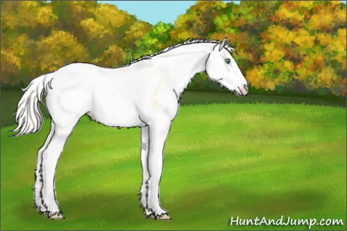Horse Color:Gold Cream Champagne Dun Sabino