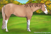 Horse Color:Gold Champagne Splash 