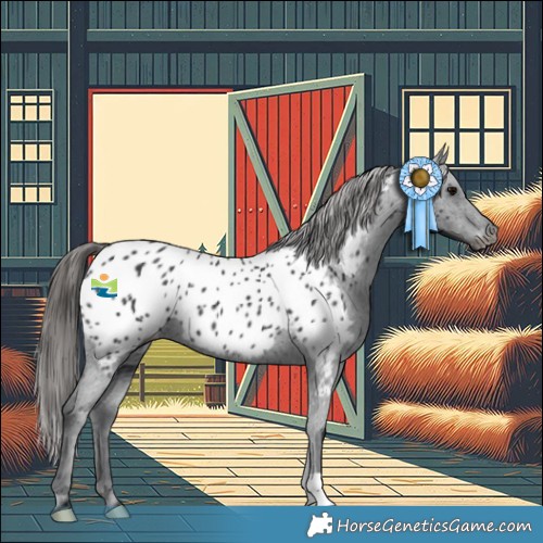 Horse Color:Black Appaloosa 