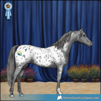 Horse Color:Black Appaloosa 