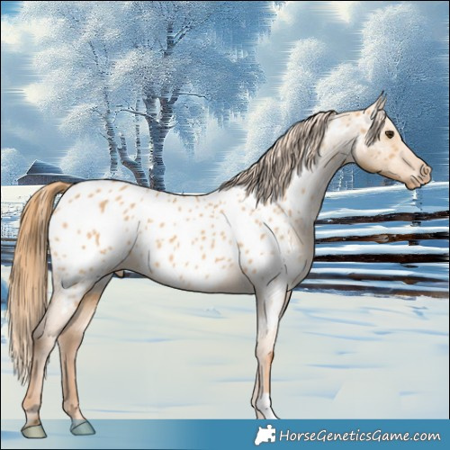 Horse Color:Red Dun Appaloosa 