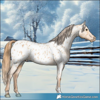 Horse Color:Red Dun Near Leopard 