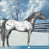 Horse Color:Black Appaloosa 