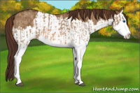 Horse Color:Red Dun Splash  and Gray Red Dun Splash 