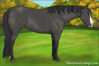 Horse Color:Black Splash 