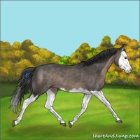 Horse Color:Black Splash 