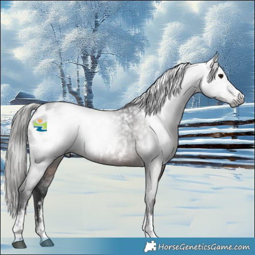 Horse Color:Gray Brown Sabino Appaloosa 